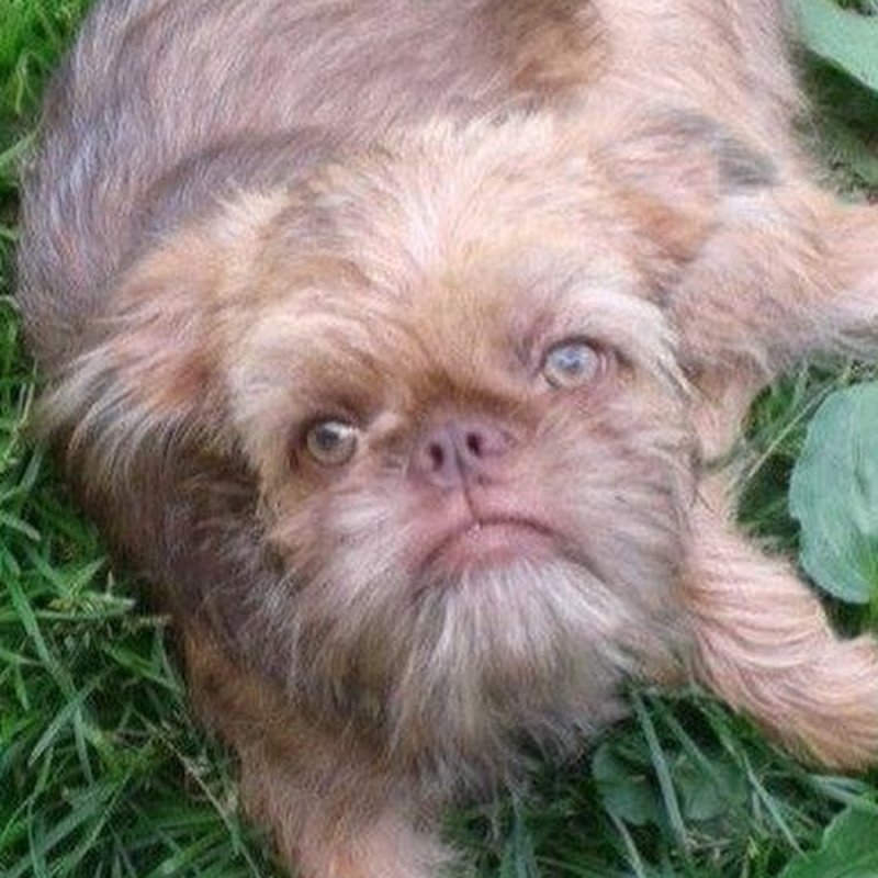 Леха я застрял в собаке