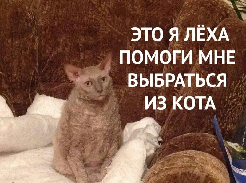 Кот тварь