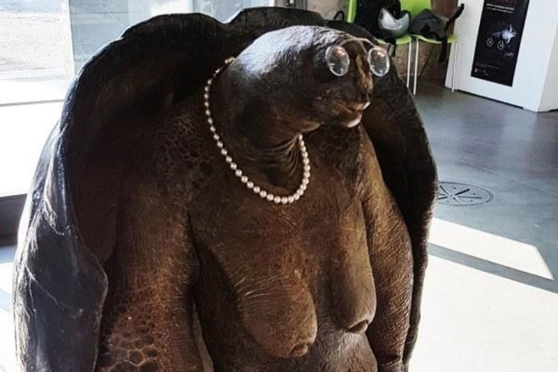 Упоротая черепаха