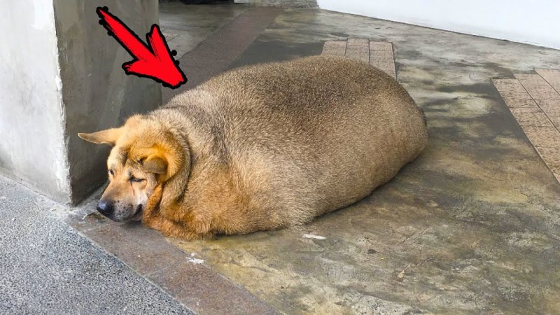 Толстая собака