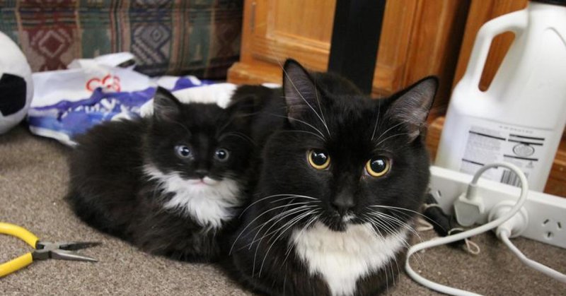 Кот и плоскогубцы