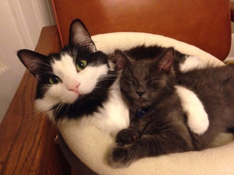 Котики маленькие и большие