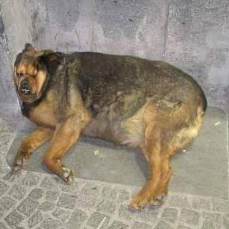 Толстая дворняга