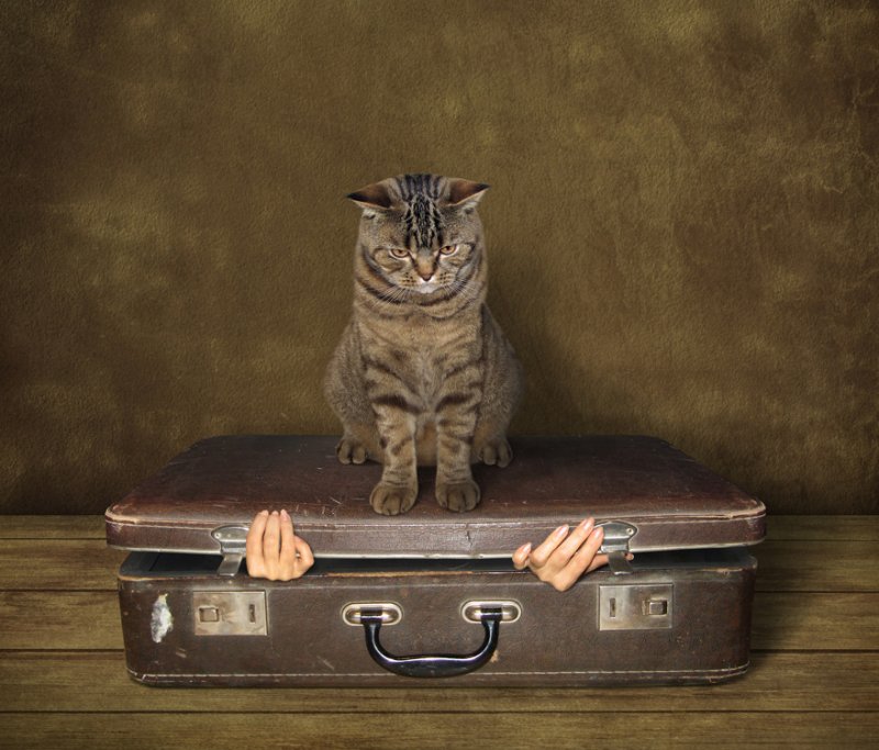 Чемодан с кошечкой