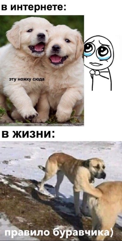 Правило буравчика собака меп