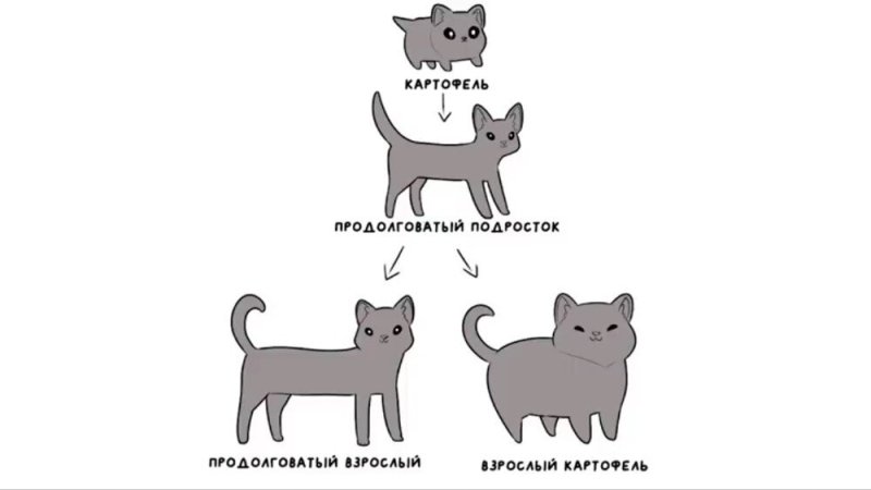 Коты мемы