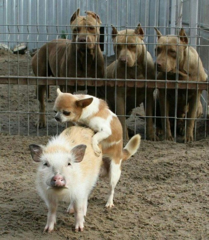 Как дела демотиватор