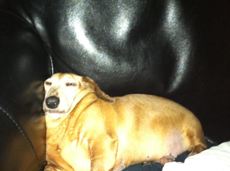 Толстые собаки