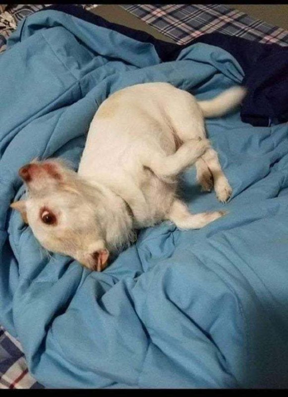 Козел и собака