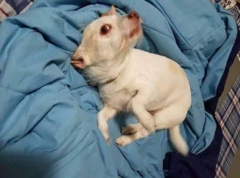 Животные которые мутировали