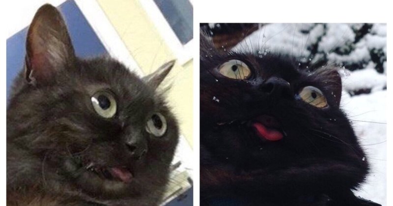 Упоротые коты