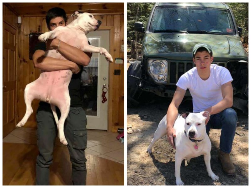 Помоги выбраться из собаки Мем