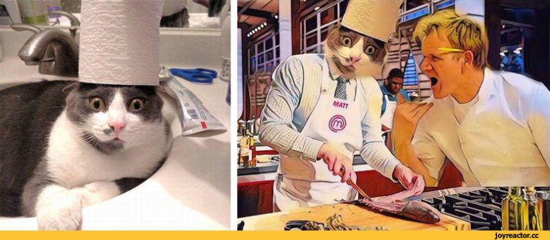 Шеф повар котэ