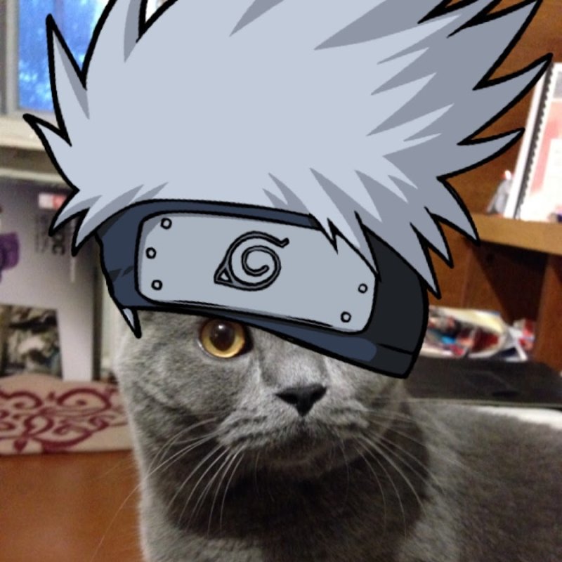 Кот Наруто