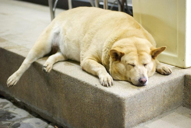 Ожирение у животных