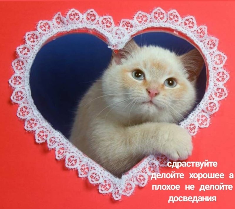 Котик техническое задание