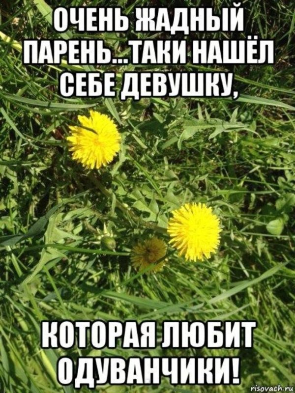 Высказывания пол одуванчик