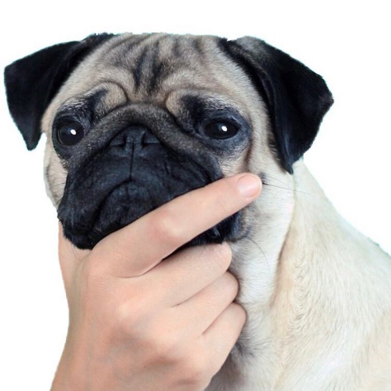 Мопс гладкошерстный