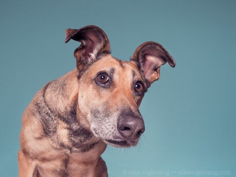 Эльке Фогельзанг