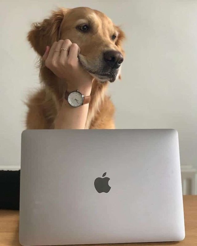 Собака думает