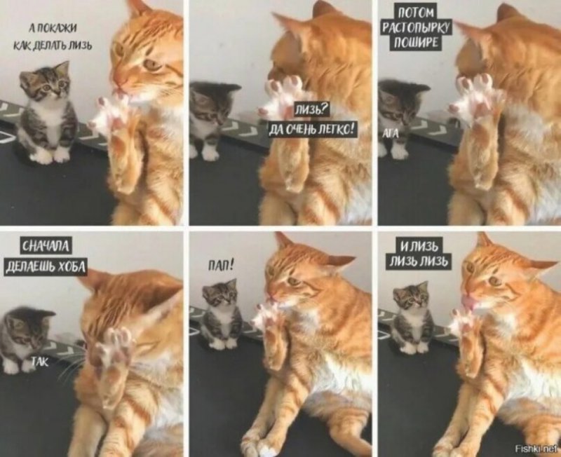 Мемы про котов
