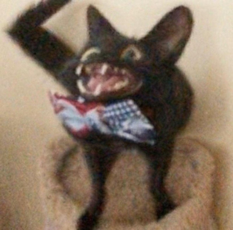 Кот Мем