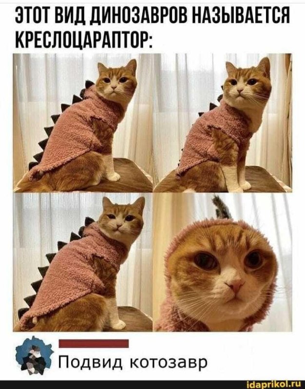 Популярные мемы с котиками