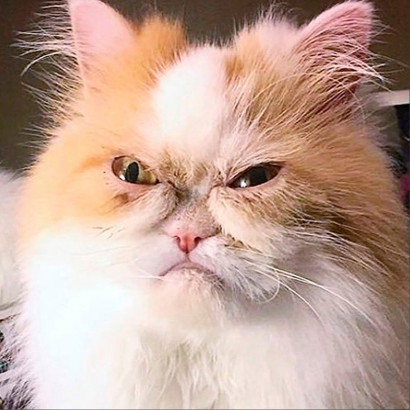 Недовольный котик