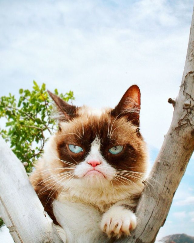 Кот Грампи Grumpy