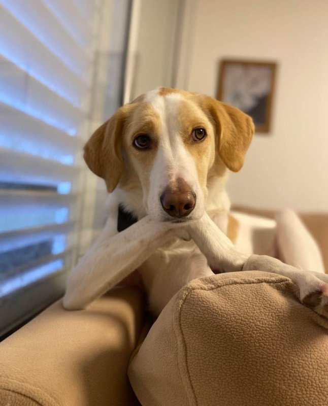 Задумчивая собака