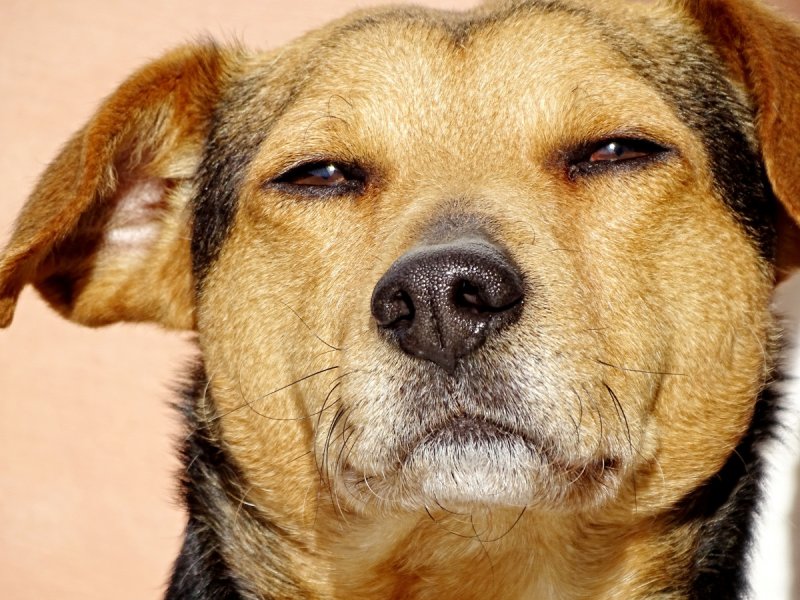 Красивая мордочка собаки