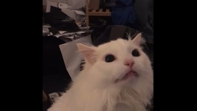 Орущий кот Мем