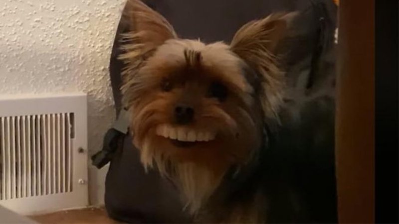 Собака со вставной челюстью