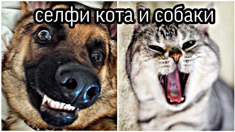 Кот с собаками Мем