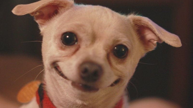 Смешные собаки