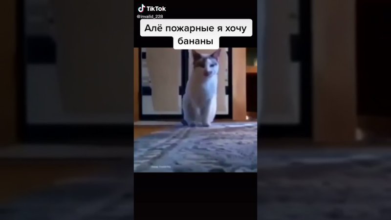 Хочу бананы кот