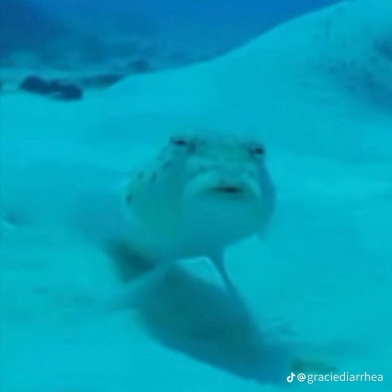 Подозрительная рыба фугу