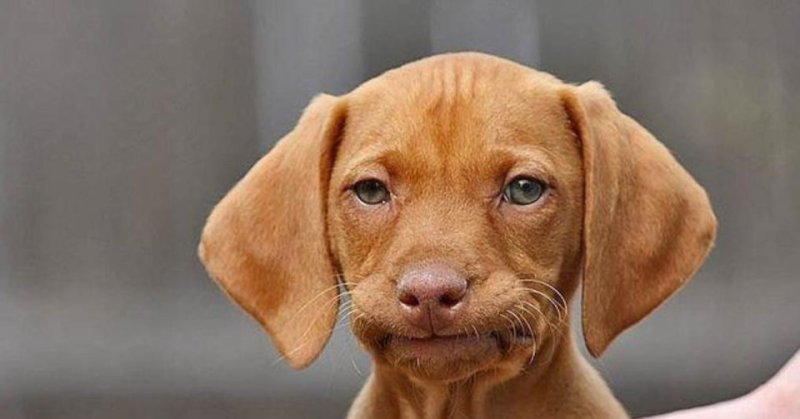 Смешные собаки