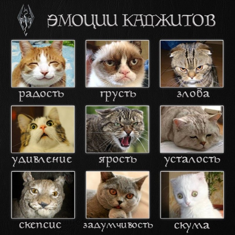 Мемы с котами эмоции