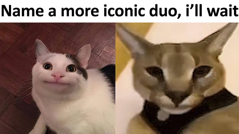 Коты мемы Белуга