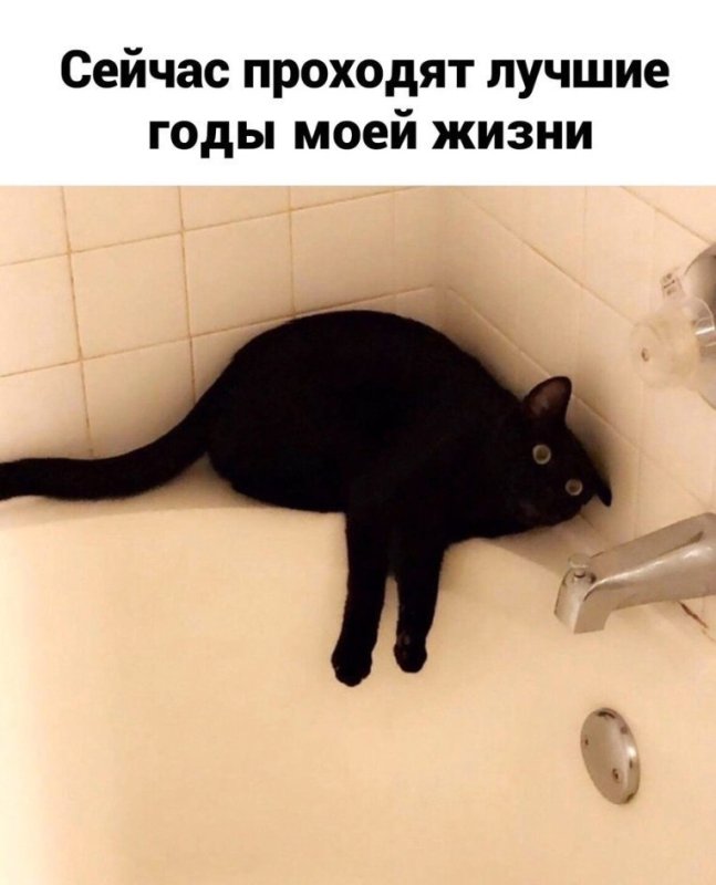 Жизненные мемы с котами