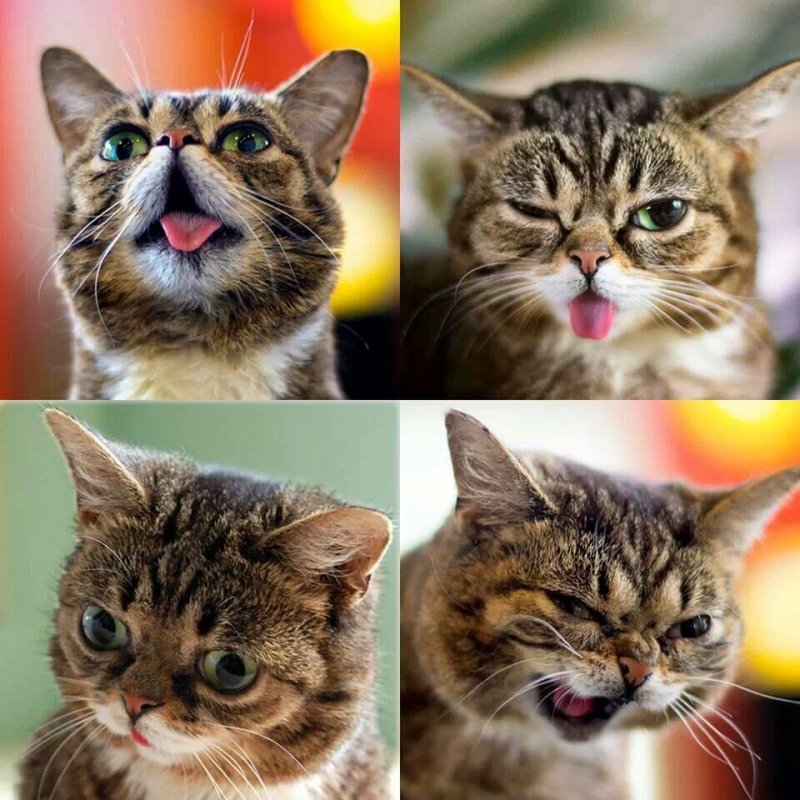 Эмоции животных в рисунках и фотографиях