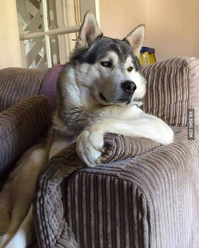 Задумчивый щенок