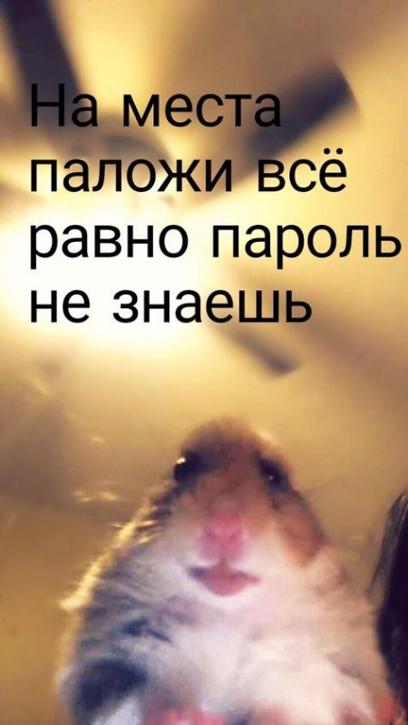 Смешные хомяки