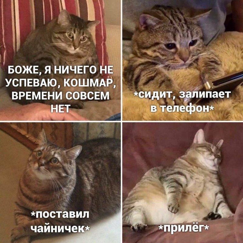 Смешные мемы с котами