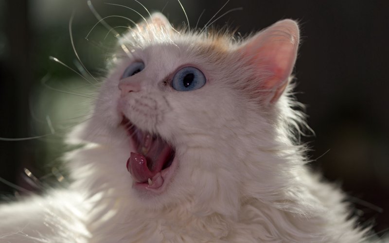 Испуганный кот