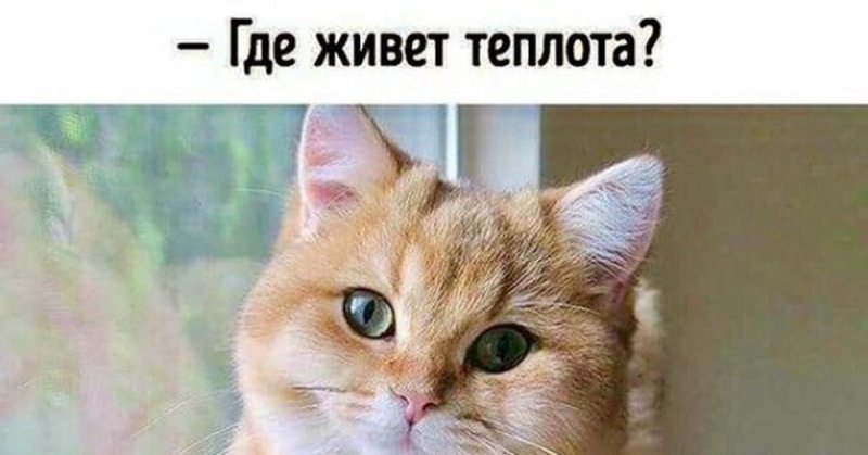 Туть Мем кот