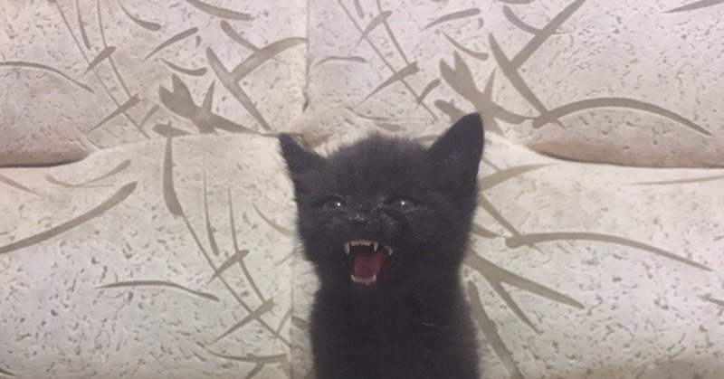 Злой котенок