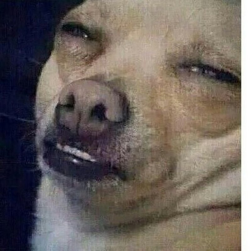 Накуренная собака