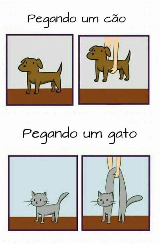 Мемы коты vs собаки